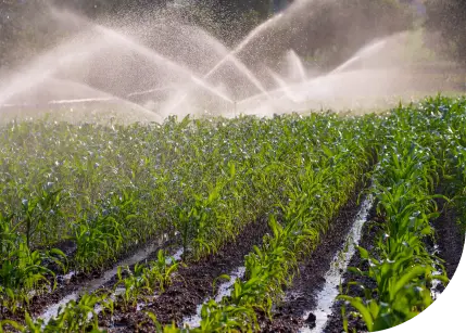 Sprinklers running in a field of crops