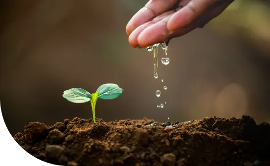 A seedling breaking through the ground next to a hand with water dropping off it