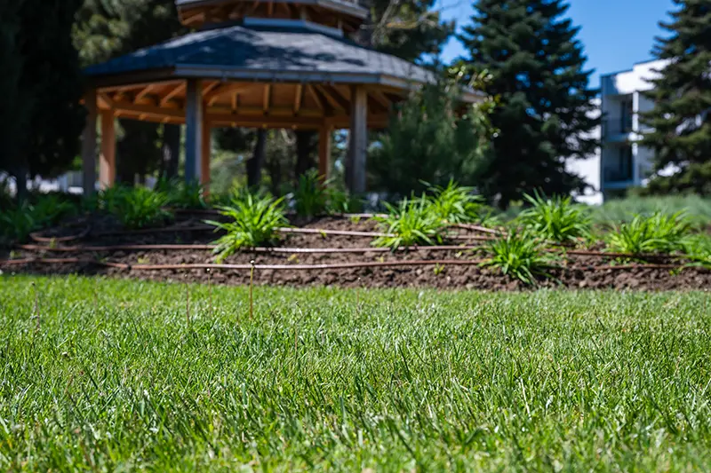 drip irrigation in a garden bed